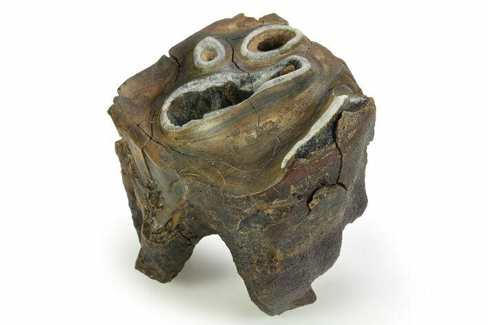 Fossil Woolly Rhino (Coelodonta) Tooth - Siberia #350928